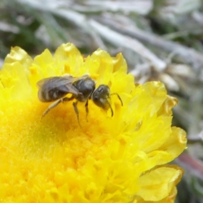 Lasioglossum (Chilalictus) sp. (genus & subgenus) (Halictid bee) at Molonglo Valley, ACT - 14 Apr 2019 by AndyRussell