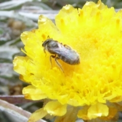 Lasioglossum (Chilalictus) sp. (genus & subgenus) at Molonglo Valley, ACT - 14 Apr 2019