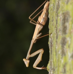 Pseudomantis albofimbriata at Acton, ACT - 24 Apr 2019 12:26 PM