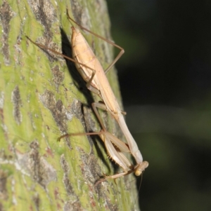 Pseudomantis albofimbriata at Acton, ACT - 24 Apr 2019 12:26 PM