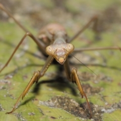 Pseudomantis albofimbriata at Acton, ACT - 24 Apr 2019 12:26 PM