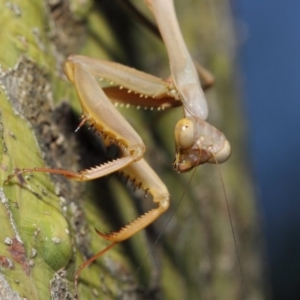 Pseudomantis albofimbriata at Acton, ACT - 24 Apr 2019 12:26 PM