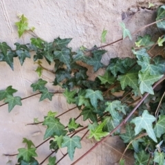 Hedera sp. (helix or hibernica) (Ivy) at O'Malley, ACT - 25 Apr 2019 by Mike