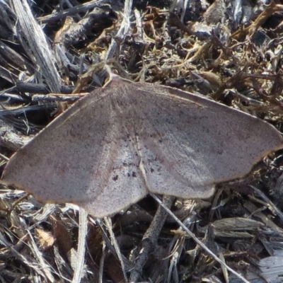 Rhinodia rostraria (Necklace Geometrid) at Tuggeranong Hill - 24 Sep 2018 by Owen