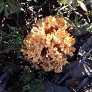 Ramaria sp. at Wee Jasper, NSW - 26 Apr 2019