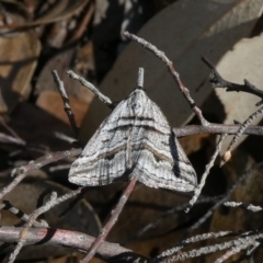 Dichromodes consignata (Signed Heath Moth) at Theodore, ACT - 21 Oct 2018 by Owen