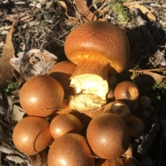 Gymnopilus junonius (Spectacular Rustgill) at Corrowong, NSW - 27 Mar 2019 by BlackFlat