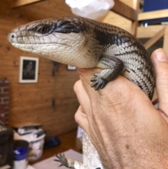 Tiliqua scincoides scincoides (Eastern Blue-tongue) at Michelago, NSW - 6 Mar 2019 by Illilanga