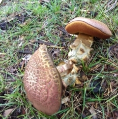 zz bolete at Dickson, ACT - 21 Apr 2019 by LizO