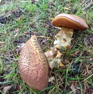 zz bolete at Dickson, ACT - 22 Apr 2019