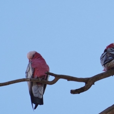 Eolophus roseicapilla (Galah) at Symonston, ACT - 22 Apr 2019 by JackyF