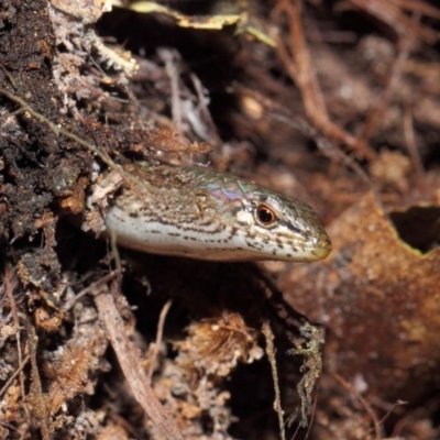 Saproscincus mustelinus (Weasel Skink) at ANBG - 25 Apr 2019 by TimL