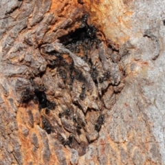 Anonychomyrma sp. (genus) at Hackett, ACT - 24 Apr 2019