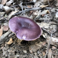 Cortinarius archeri s.l. (Emperor Cortinar) at Pambula, NSW - 25 Apr 2019 by DeanAnsell