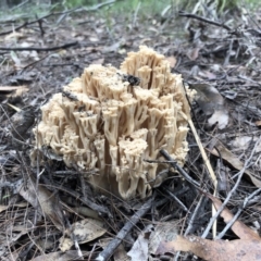 Ramaria capitata var. capitata (Pale cauliflower coral) at Tathra, NSW - 25 Apr 2019 by DeanAnsell