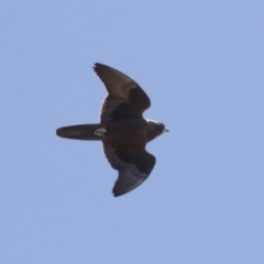 Falco subniger (Black Falcon) at Michelago, NSW - 20 Sep 2018 by Illilanga