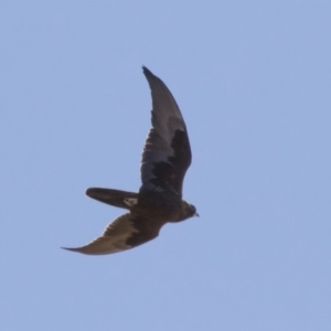 Falco subniger at Michelago, NSW - 20 Sep 2018 10:51 AM