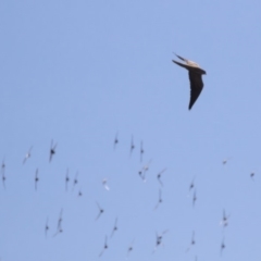 Falco subniger at Michelago, NSW - 20 Sep 2018 10:51 AM