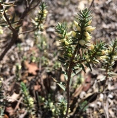 Melichrus urceolatus (Urn Heath) at Hughes, ACT - 27 Apr 2019 by KL