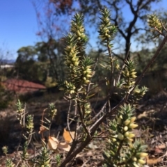 Melichrus urceolatus at Hughes, ACT - 27 Apr 2019 11:15 AM