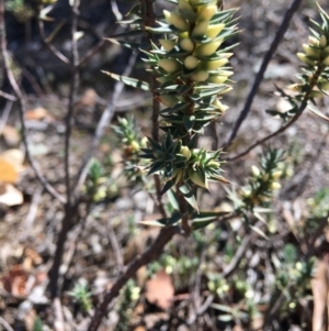 Melichrus urceolatus at Hughes, ACT - 27 Apr 2019