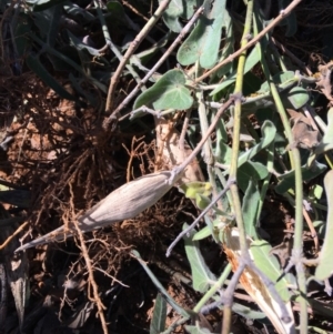 Oxypetalum coeruleum at Hughes, ACT - 27 Apr 2019 11:19 AM