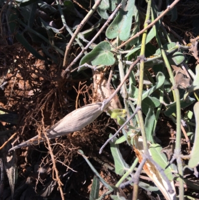 Oxypetalum coeruleum (Tweedia or Southern Star) at Hughes, ACT - 27 Apr 2019 by KL