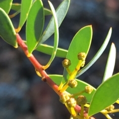 Acacia buxifolia subsp. buxifolia (Box-leaf Wattle) at Hughes, ACT - 27 Apr 2019 by KL