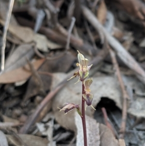 Acianthus exsertus at Hackett, ACT - suppressed