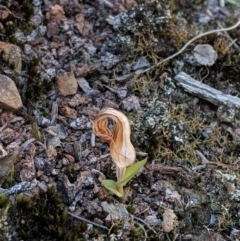 Diplodium truncatum (Little Dumpies, Brittle Greenhood) at Hackett, ACT - 27 Apr 2019 by MattM