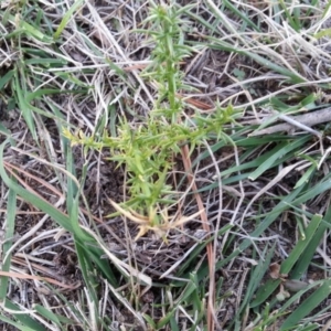 Ulex europaeus at Watson, ACT - 12 Apr 2019 03:39 PM