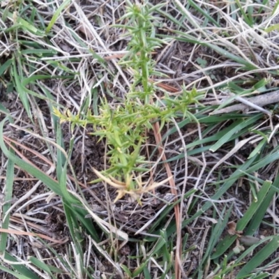 Ulex europaeus (Gorse) at Watson, ACT - 12 Apr 2019 by waltraud