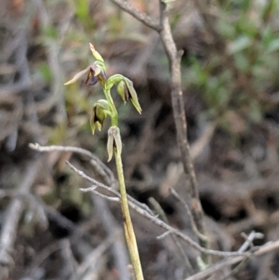 Corunastylis clivicola (Rufous midge orchid) at Hackett, ACT - 27 Apr 2019 by MattM