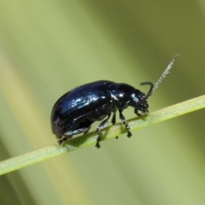 Altica sp. (genus) at Acton, ACT - 24 Apr 2019