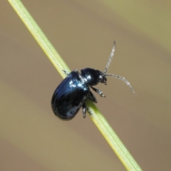 Altica sp. (genus) at Acton, ACT - 24 Apr 2019