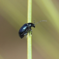 Altica sp. (genus) at Acton, ACT - 24 Apr 2019