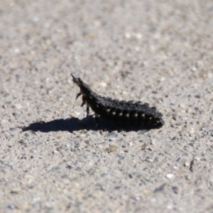 Porrostoma sp. (genus) at Fyshwick, ACT - 26 Apr 2019