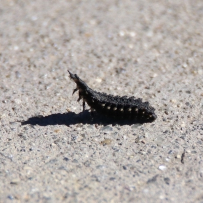 Porrostoma sp. (genus) (Lycid, Net-winged beetle) at Jerrabomberra Wetlands - 26 Apr 2019 by RodDeb