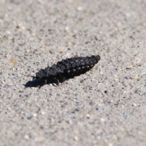 Porrostoma sp. (genus) at Fyshwick, ACT - 26 Apr 2019