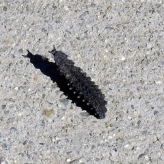 Porrostoma sp. (genus) at Fyshwick, ACT - 26 Apr 2019