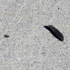 Porrostoma sp. (genus) at Fyshwick, ACT - 26 Apr 2019