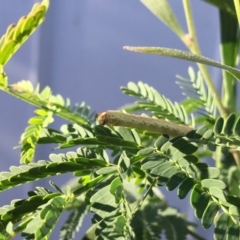 Chrysolarentia severata at Hughes, ACT - 27 Apr 2019 03:43 PM