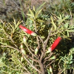 Astroloma humifusum (Cranberry Heath) at Kambah, ACT - 26 Apr 2019 by RWPurdie