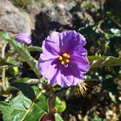 Solanum cinereum (Narrawa Burr) at Tuggeranong DC, ACT - 26 Apr 2019 by RWPurdie