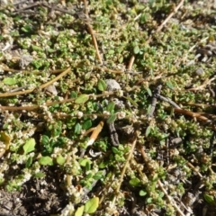 Dysphania pumilio (Small Crumbweed) at Tuggeranong DC, ACT - 27 Apr 2019 by RWPurdie