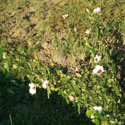 Pavonia hastata (Spearleaf Swampmallow) at Paddys River, ACT - 27 Apr 2019 by Mike