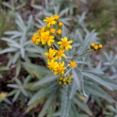 Senecio linearifolius var. arachnoideus (Cobweb Fireweed Groundsel) at Wyanbene, NSW - 22 Apr 2019 by MattM