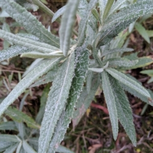 Senecio linearifolius var. arachnoideus at Wyanbene, NSW - 22 Apr 2019