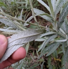 Senecio linearifolius var. arachnoideus at Wyanbene, NSW - 22 Apr 2019