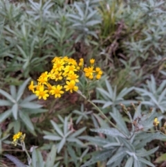 Senecio linearifolius var. arachnoideus at Wyanbene, NSW - 22 Apr 2019